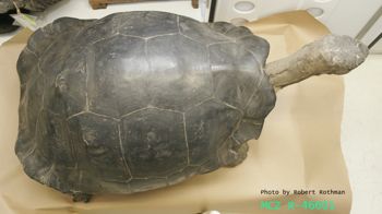 Media type: image; Herpetology R-46601